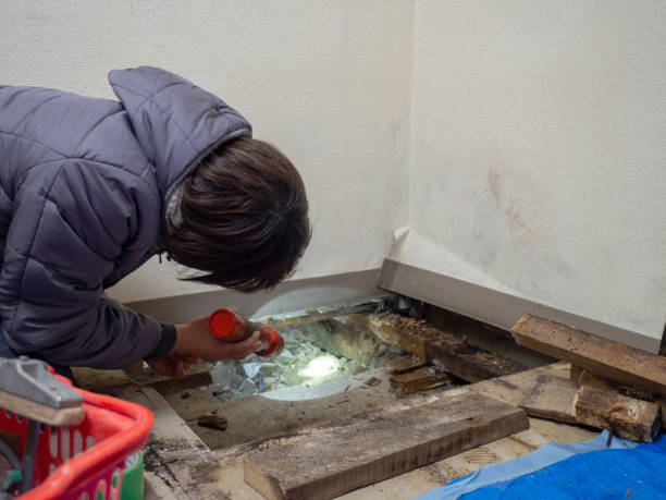 Best Commercial Mold Inspection  in Edinburg, IL