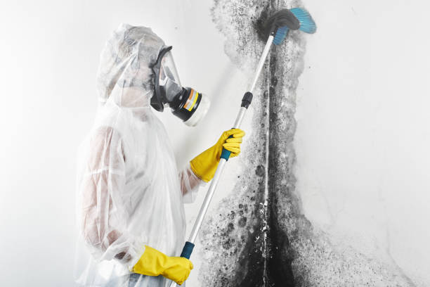 Best Post-Construction Mold Inspection  in Edinburg, IL