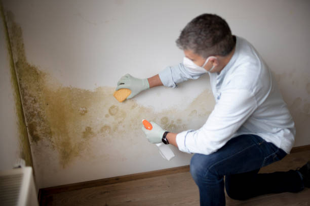 Best Environmental Consulting for Mold Prevention  in Edinburg, IL