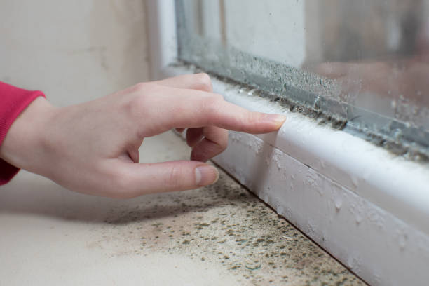 Best Industrial Mold Remediation  in Edinburg, IL