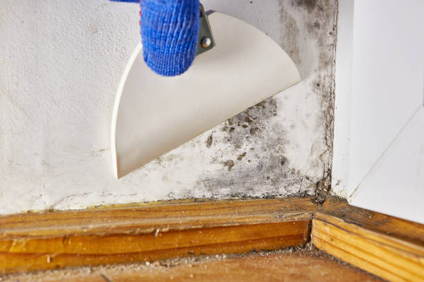 Best Indoor Air Quality Assessment  in Edinburg, IL