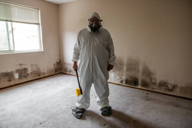 Professional Mold Removal in Edinburg, IL